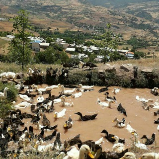 🌟🌟 طبیعت و دهکده چهیش