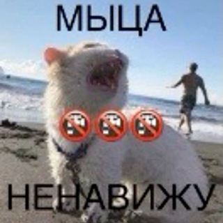 @Chmo_XDD