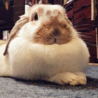 @Chokopa0_lol