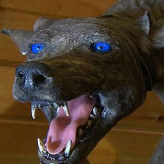@chupacabra_kennel