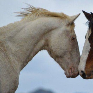 @Coffin_mogila