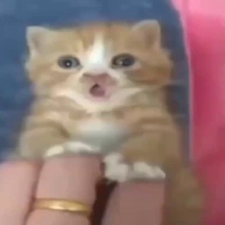 @CookiePeople