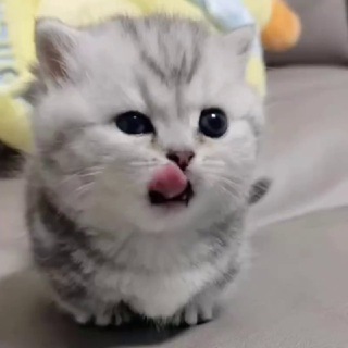 @cookiescrambel