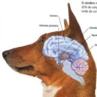 @coolsmartdog7
