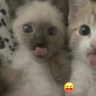 @Cr3tteR