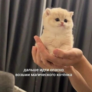 @creamofmemes_chat