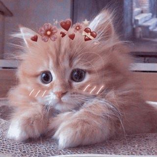 @cutecat9