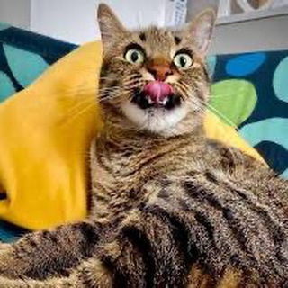 @Cutecats08