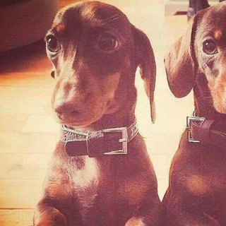 @dachshund_loveme