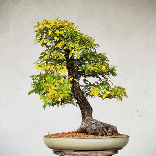 @dao_bonsai