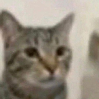 @dead_kitty_000