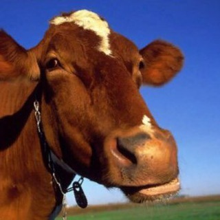 Деградирующий чат/предложка