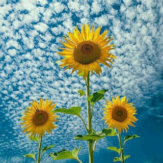 @delgoyeha55