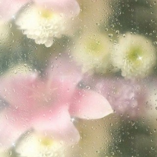 @dfreesia