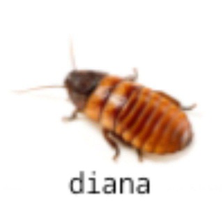 @DinoPumPkinInfo