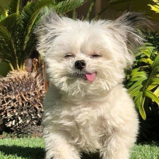 @Dog1966