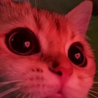 @dogdoxi