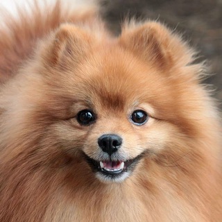 @Dogsdarom