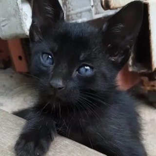 @Dokaterrr
