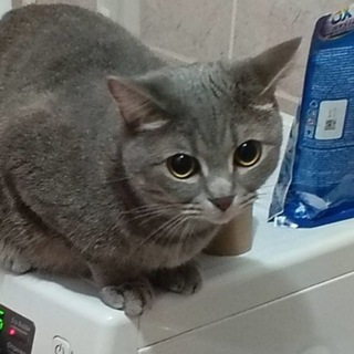 @e33nya