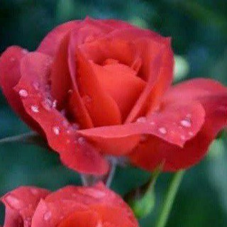 @ecoman66