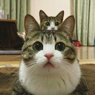 @Equipe_Cat