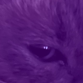 @Fake_kitten