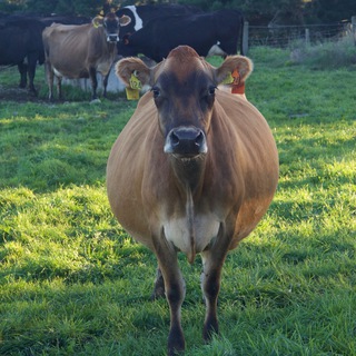 @farmnewzealand