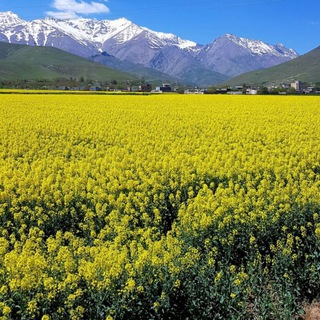 پارسبان