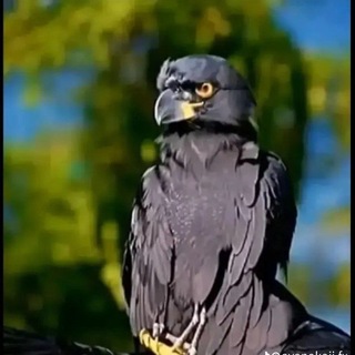@Fenlluk