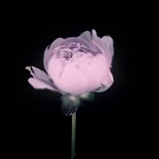 @fionn0_0