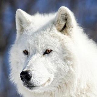 ForestWhiteWolf