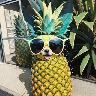 @forikcool