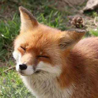 @Foxe_s