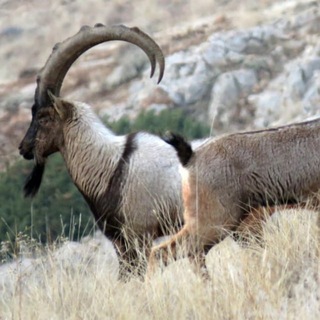@FREENETGOAT