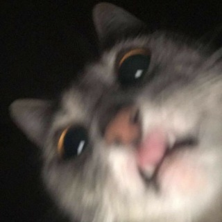 @frogVpnSupport