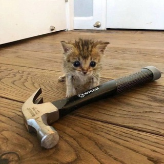 @fucktrup
