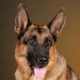 @german_shepherd1