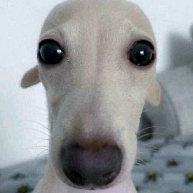 •.•