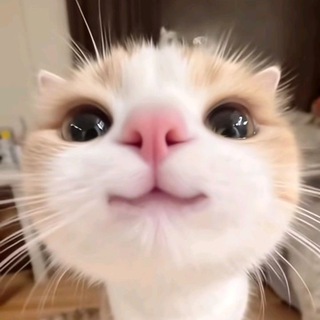 @gizmovpn