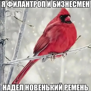 @Glupi_Sirnik
