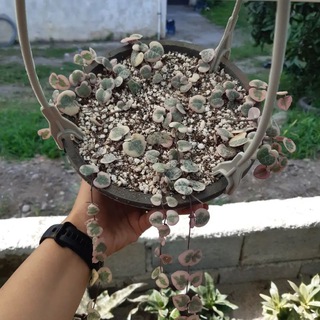@gol_giya