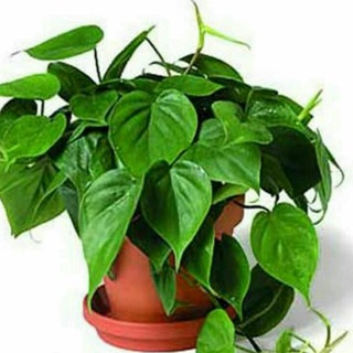 @golapartemani20