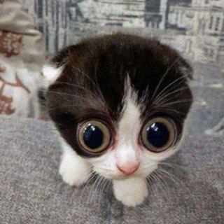 @goldofurrykvadrober