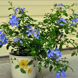 گل های معرفت