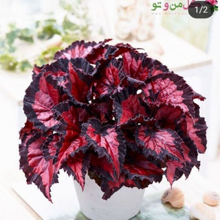 گلخانه زنگنه (سدروس