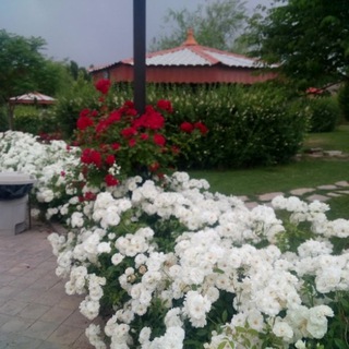 گلسرای گل نرگس