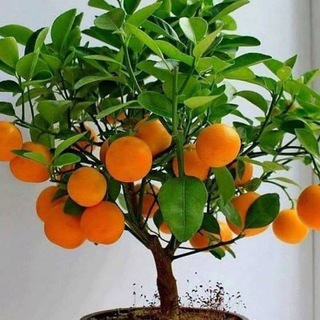 همه جوره