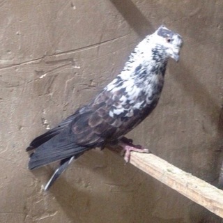 @hamkhooni