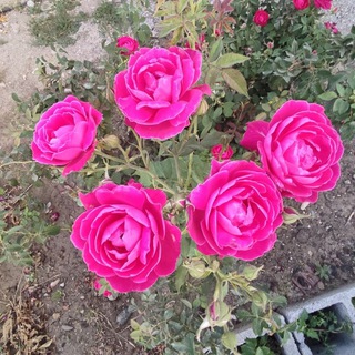 Khorshidi